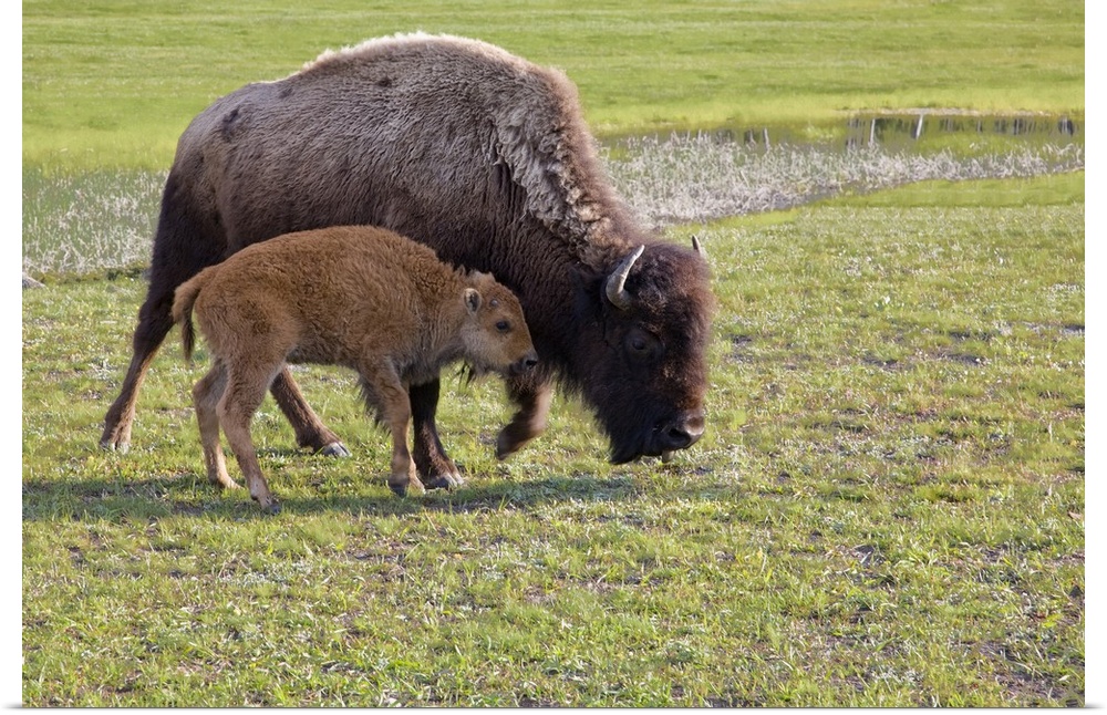 Wyoming, Yellowstone National Park, Bison calf with mother..