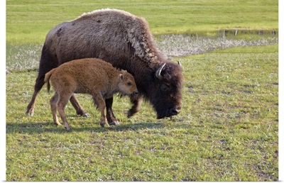 Wyoming, Yellowstone National Park, Bison calf with mother