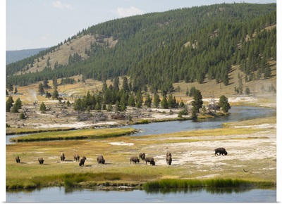 Wyoming, Yellowstone National Park, Bison Herd And Firehole River