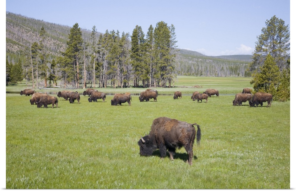 Wyoming, Yellowstone National Park, Bison herd, at Gibbon Meadows.