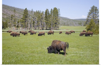 Wyoming, Yellowstone National Park, Bison herd, at Gibbon Meadows