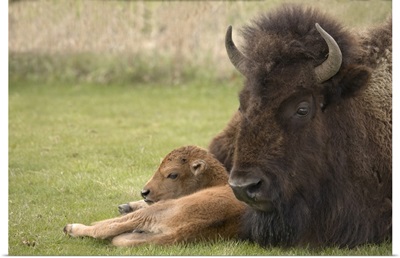Wyoming, Yellowstone National Park, bison mother resting on grass with calf