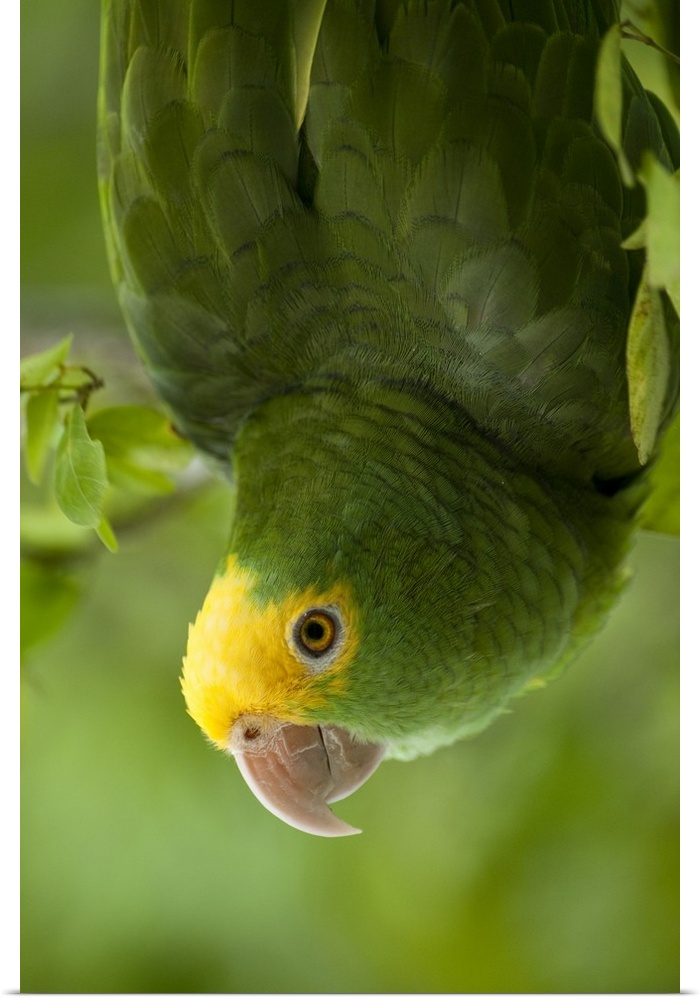 Yellow-headed Amazon Parrot (Amazona oratrix), Belize, Central America. Found in Riparian forest and areas with scattered ...