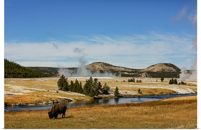 Yellowstone National Park, USA, Bison, Buffalo, Steam, Old Faithful, Yellowstone River