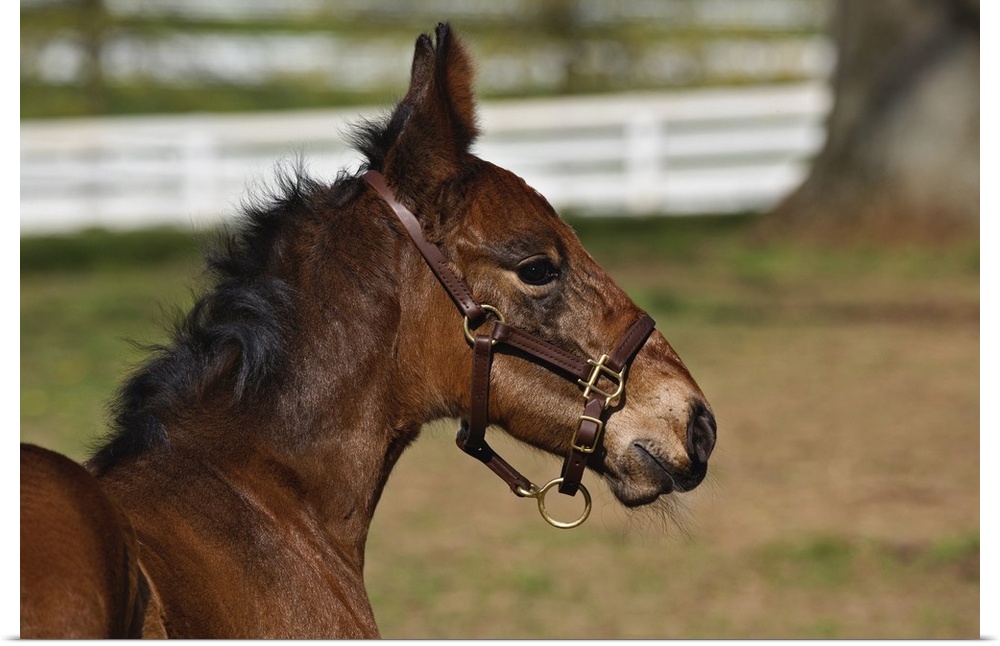 Young colt, Kentucky Horse Park, Lexington, Kentucky