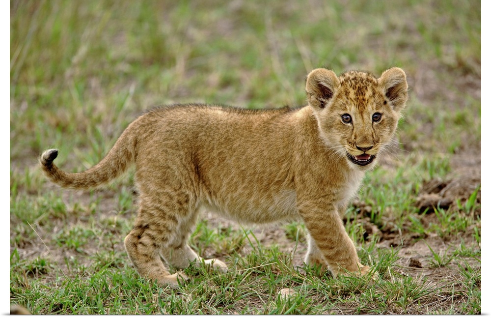Young lion cub, Masai Mara Game Reserve, Kenya.
