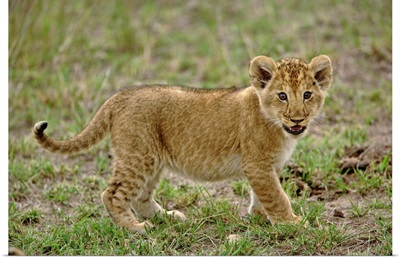 Young Lion Cub, Masai Mara Game Reserve, Kenya
