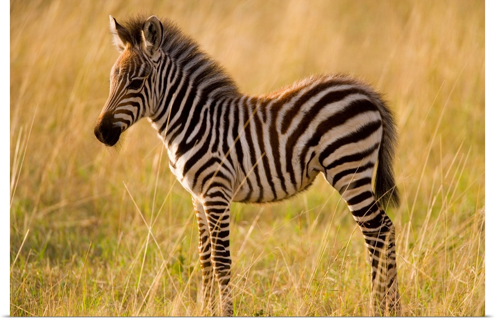 Young Plains Zebra (Equus quagga) in grass, Masai Mara National Reserve, Kenya.