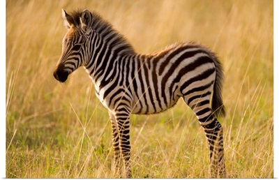 Young Plains Zebra (Equus Quagga) In Grass, Masai Mara National Reserve, Kenya