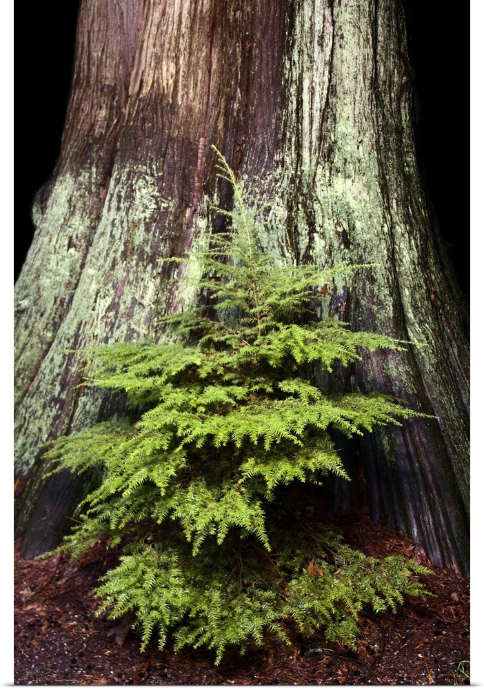 Young western hemlock, Tsuga heterophylla, and western red cedar, Thuja plicata, Stanley Park, British Columbia