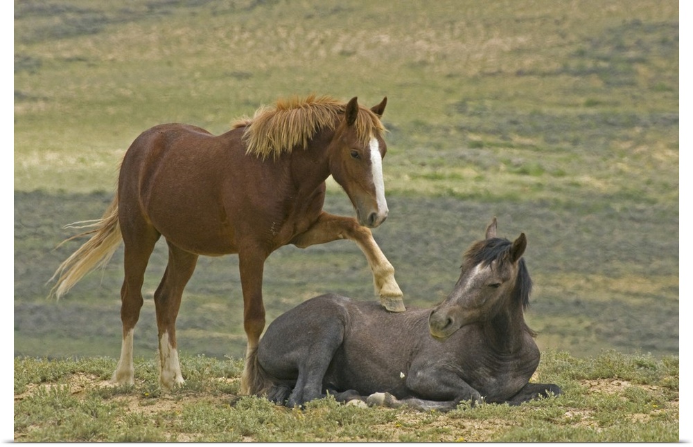 USA, Colorado, Moffat County. Young wild horse puts hoof an a reclining horse.