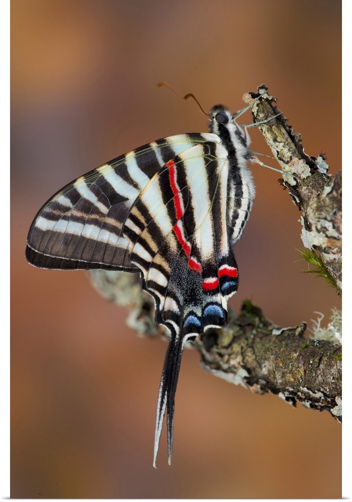 Zebra Swallowtail Butterfly.