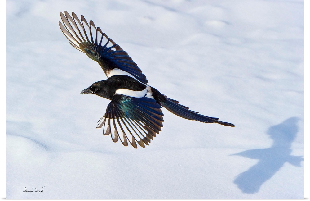 A Black-billed Magpie (Pica pica) in flight with its shadow on snow in Dinosaur Provincial Park, Brooks, Alberta, Canada.
