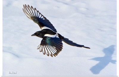A Black-Billed Magpie Chased By Its Shadow