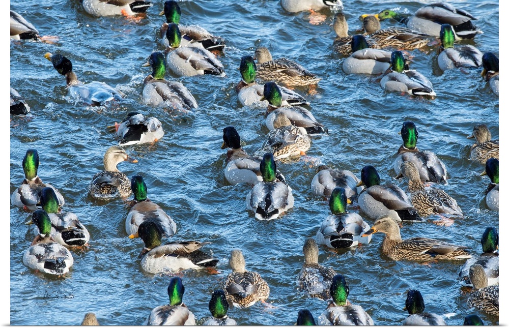 Mallard Ducks (Anas platyrhynchos) enjoying a splashing good time in winter at Monticello, MN, USA.