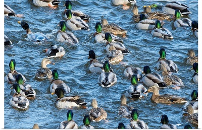 A Raft Of Mallard Ducks In Winter On Lake Ontario, Canada