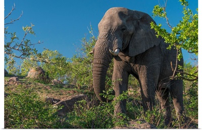 African Elephant In Kruger National Park