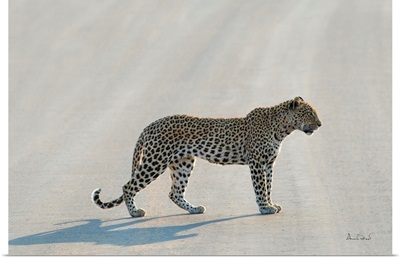 African Leopard Pose On The Road