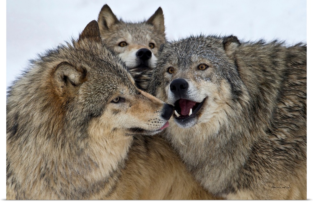 Captive grey wolf pack huddling together to establish dominance.