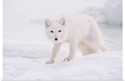 Arctic Fox Approaches Cautiously