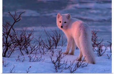 Arctic Fox At Sunset