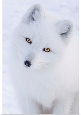 Arctic Fox Curiosity