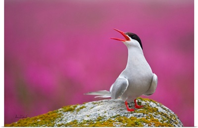 Arctic Tern Calling Out Its Territory