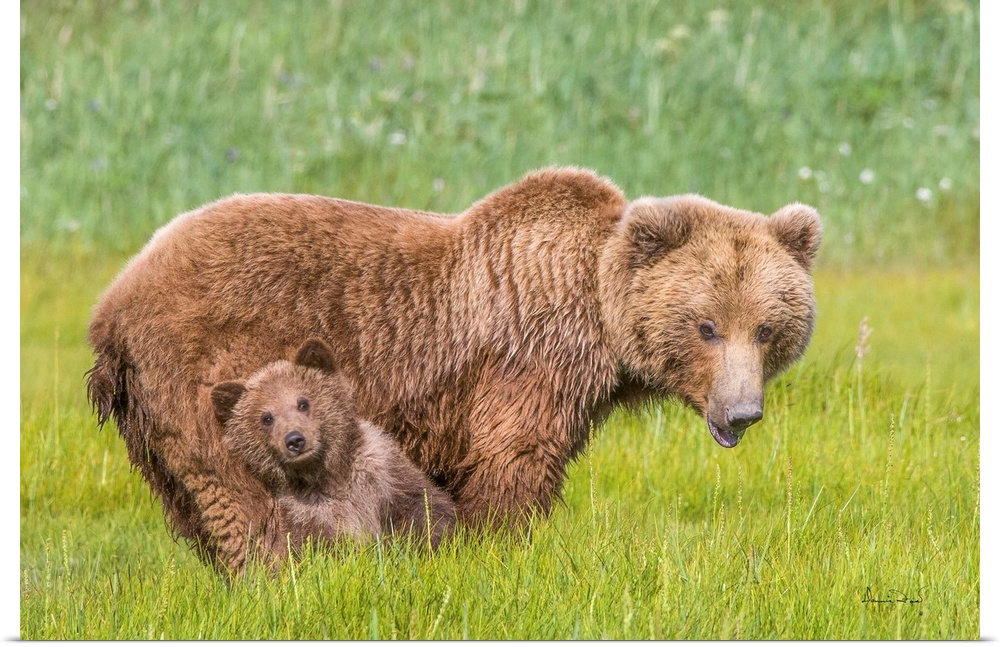 Grizzly bear (Ursus arctos) cub leaning on mother for protection in Katmai National Park and Preserve, Alaska, USA.