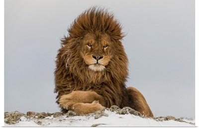 Barbary Lion In Restful Pose