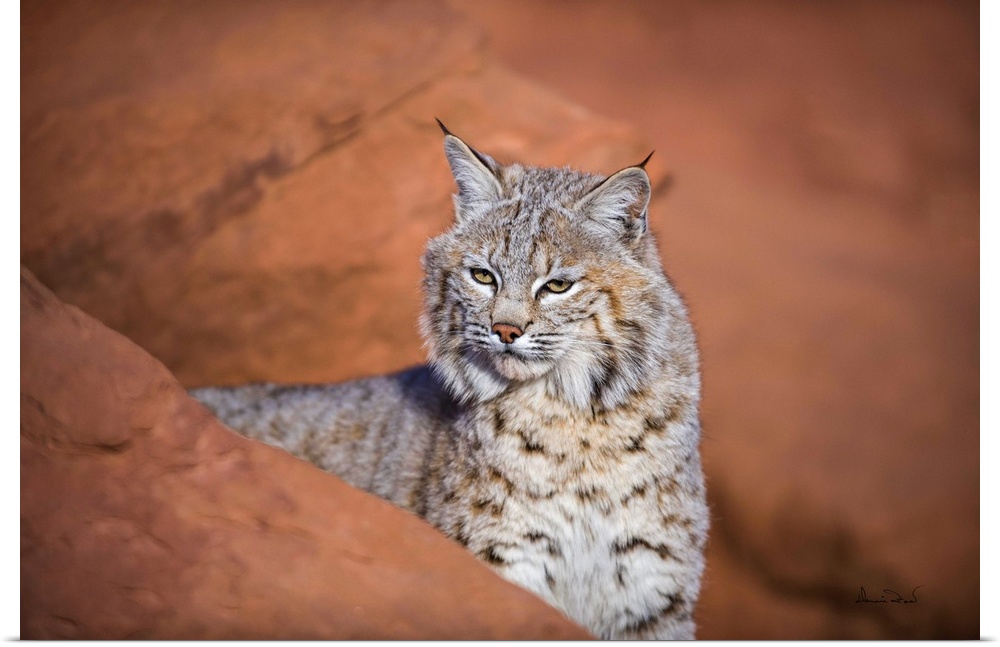Juvenile bobcat (Lynx rufus) posing on the sandstone cliffs of Monument Valley, Arizona, USA.