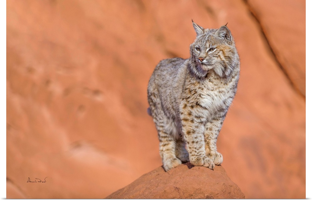 Juvenile bobcat (Lynx rufus) posing on the sandstone cliffs of Monument Valley, Arizona, USA.