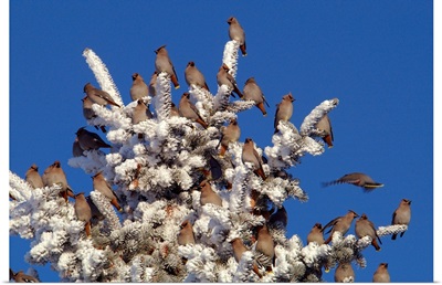Bohemian Waxwings Decorate A Spruce Tree Covered In Hoarfrost