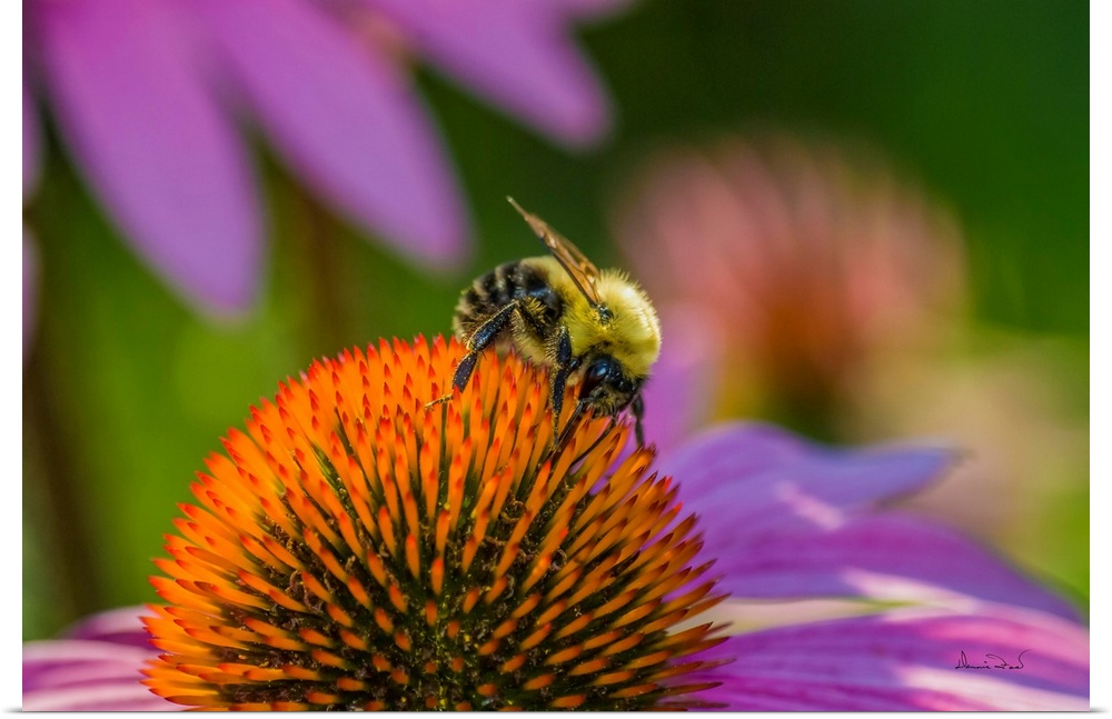Bumblebee feeding on nectar at a euchenasia flower.