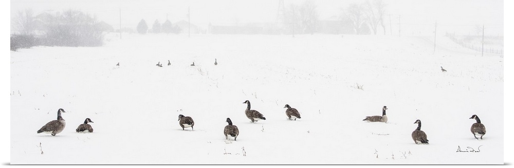 Canada Geese waiting out a snowstorm in a snowy field, Southern Ontario, Canada.