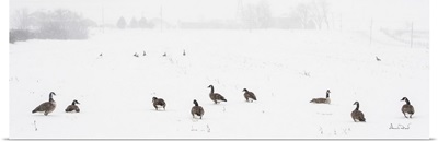 Canada Geese Waiting Out A Snowstorm