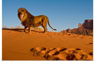 Captive Barbary Lion In Monument Valley