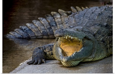 Crocodile In Gatorland, Orlando, Florida