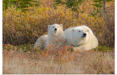 Curious Polar Bear Mother And Cub