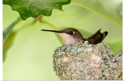 Female Ruby-Throated Hummingbird On Her Nest