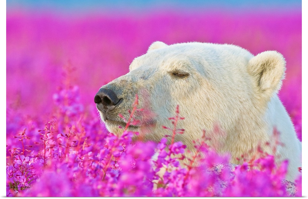 Polar Bear portrait at sunset in a field of glowing fireweed on an island off the sub-Arctic coast of Hudson Bay, Churchil...