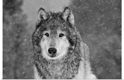 Gray Wolf In A Snowstorm