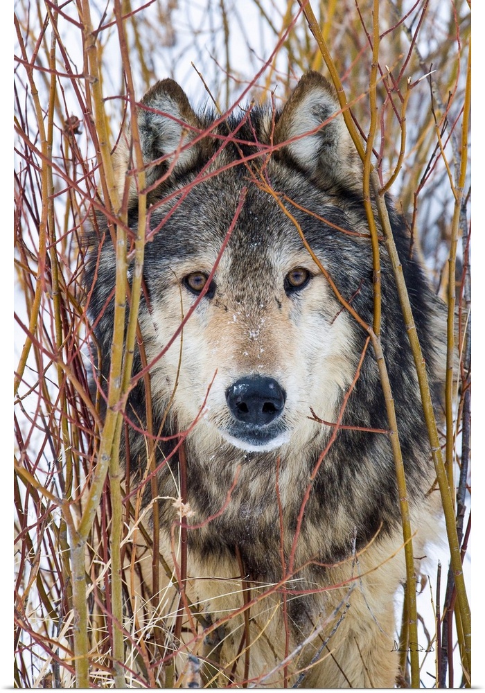 Captive Grey Wolf (Canis lupus)  posing in its environment staring cautiously.