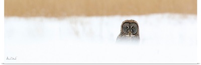 Great Gray Owl Hunting In Blowing Snow