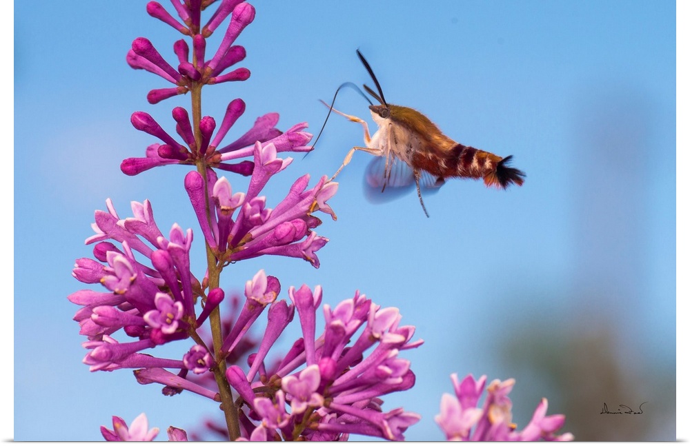 Clearwing Moth (Hemaris thysbe) also called Hummingbird Moth feeding on pink lilac blossoms.