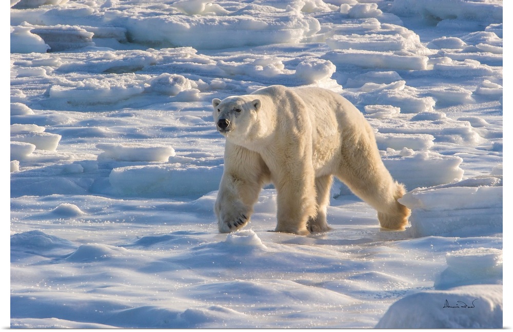 Mature polar bear (Ursus maritimus) near the  Hudson Bay Coast, Manitoba, Canada, approaching in a fresh sea ice setting.