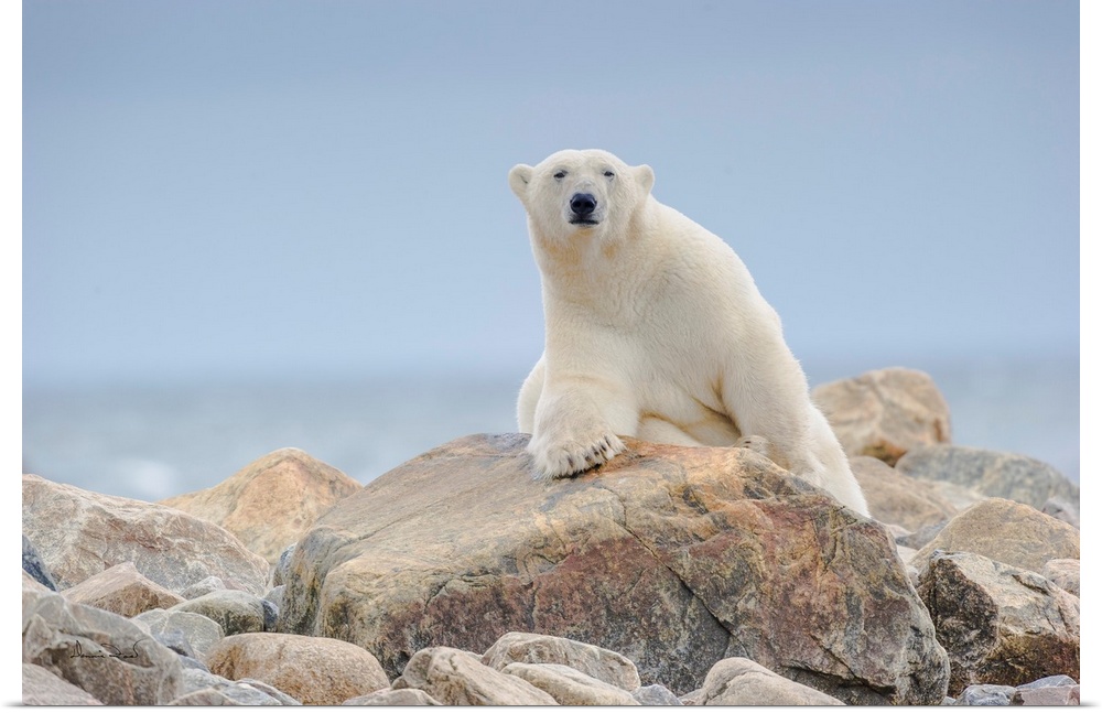 A large male polar bear near a seal kill eyes the photographer warily on the Hudson Bay coast, Manitoba, Canada.