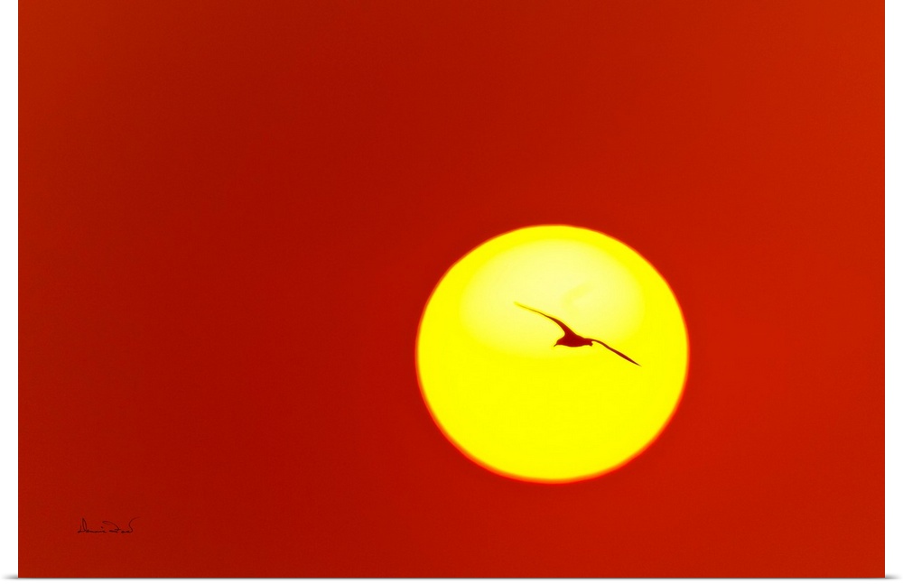 Single shot of a Laughing Gull (Leucophaeus atricilla) silhouette against the morning sun.