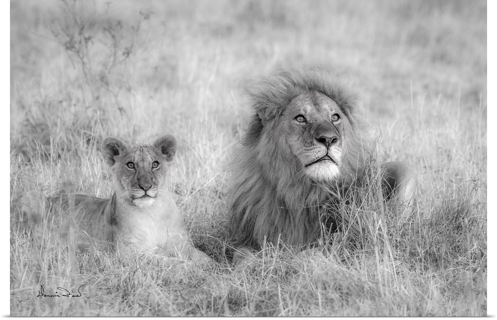 African lions in Masai Mara National Reserve, Kenya, Africa.