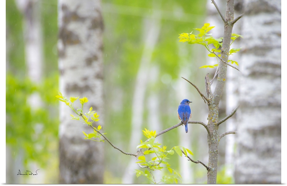 Male eastern bluebird in the rain near its woodland home.