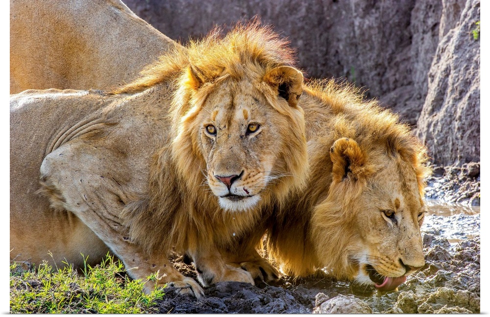 Two male African Lions (Panthera leo) in the Masai Mara, Kenya, quenching their thirst after feeding on a wildebeest.